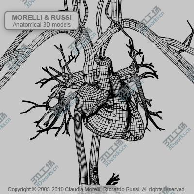 images/goods_img/202104092/CIRCULATORY SYSTEM MR/2.jpg